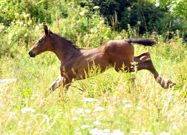 Hengstfohlen von Touch my Heart u.d. Pr.u.StPrSt. Vittoria v. Exclusiv am 18.07.2015 - Foto Beate Langels - Gestt Hmelschenburg