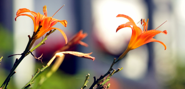 Hmelschenburg  18.07.2015 - Foto Beate Langels - Gestt Hmelschenburg
