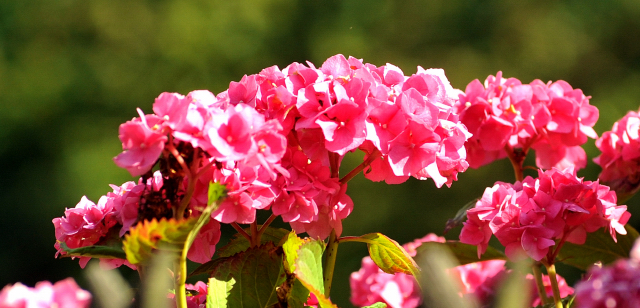 Hmelschenburg 18.07.2015 - Foto Beate Langels - Gestt Hmelschenburg