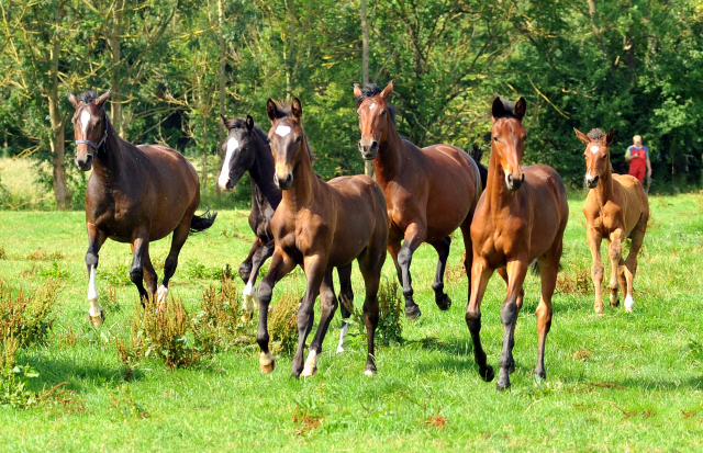 Hmelschenburger Stuten und Fohlen am 18.07.2015 - Foto Beate Langels - Gestt Hmelschenburg