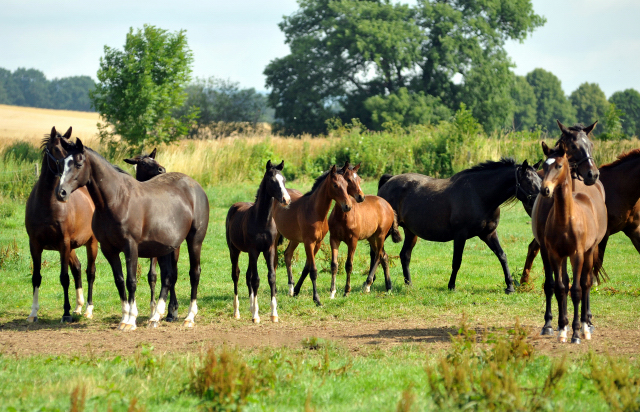 Hmelschenburger Stuten und Fohlen am 18.07.2015 - Foto Beate Langels - Gestt Hmelschenburg