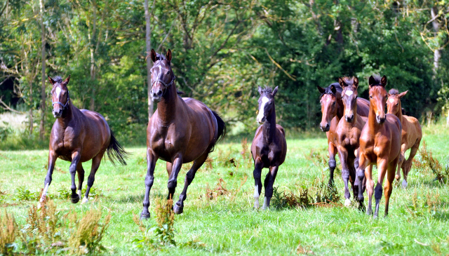 Hmelschenburger Stuten und Fohlen am 18.07.2015 - Foto Beate Langels - Gestt Hmelschenburg