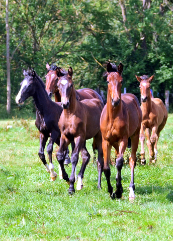 Hmelschenburger Stuten und Fohlen am 18.07.2015 - Foto Beate Langels - Gestt Hmelschenburg