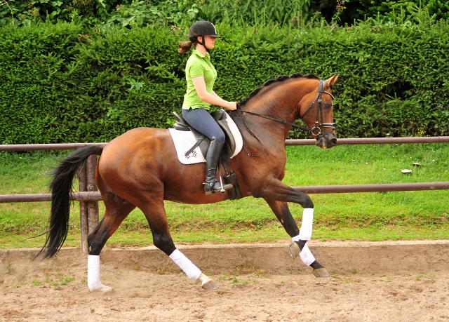 HLP-Sieger und Reservesieger High Motion von Saint Cyr - geritten von Pia Elger
 Trakehner Gestt Hmelschenburg - Foto: Pia Elger