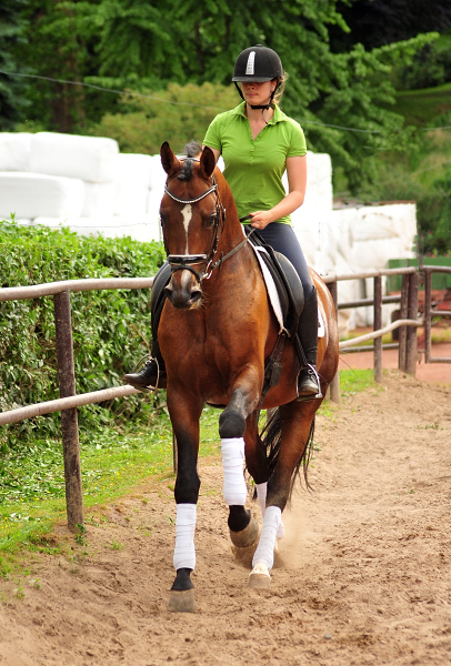 HLP-Sieger und Reservesieger High Motion von Saint Cyr - geritten von Pia Elger
 Trakehner Gestt Hmelschenburg - Foto: Pia Elger