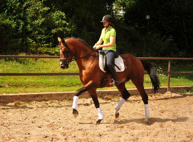 HLP-Sieger und Reservesieger High Motion von Saint Cyr - geritten von Pia Elger
 Trakehner Gestt Hmelschenburg - Foto: Pia Elger
