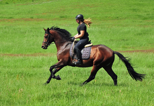 3jhriger Trakehner Hengst Karakallis v. High Motion  - Foto: Beate Langels - Trakehner Gestt Hmelschenburg