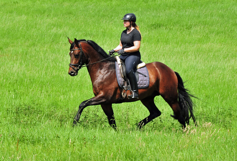 3jhriger Trakehner Hengst Karakallis v. High Motion  - Foto: Beate Langels - Trakehner Gestt Hmelschenburg