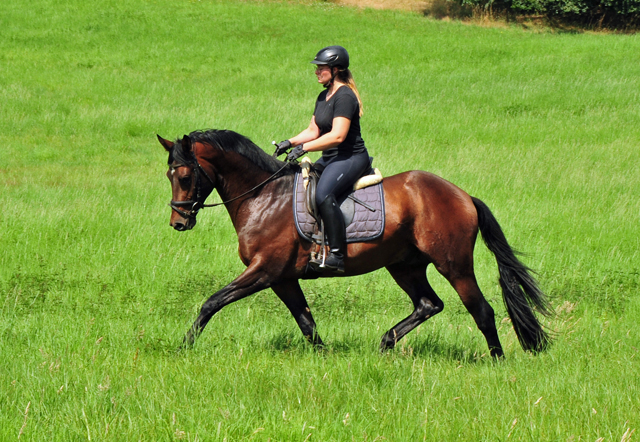 3jhriger Trakehner Hengst Karakallis v. High Motion  - Foto: Beate Langels - Trakehner Gestt Hmelschenburg