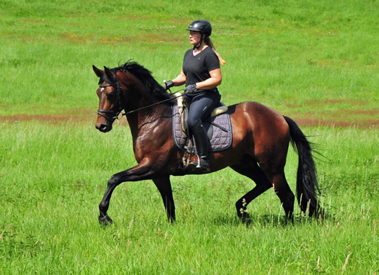 Trakehner Hengst Karakallis von High Motion x Hofrat x Arogno - Trakehner Gestt Hmelschenburg - Foto: Beate Langels