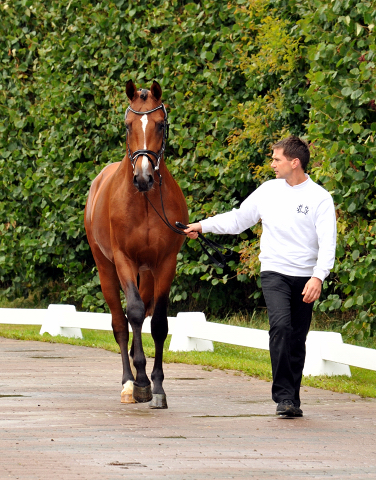 Zweijhriger Trakehner Hengst von Saint Cyr u.d. Hanna v. Summertime u.d. Elitestute Helena v. Matador