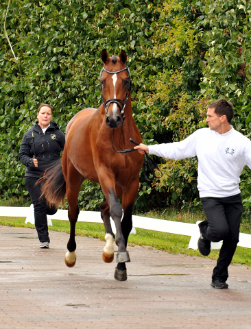 Zweijhriger Trakehner Hengst von Saint Cyr u.d. Hanna v. Summertime u.d. Elitestute Helena v. Matador