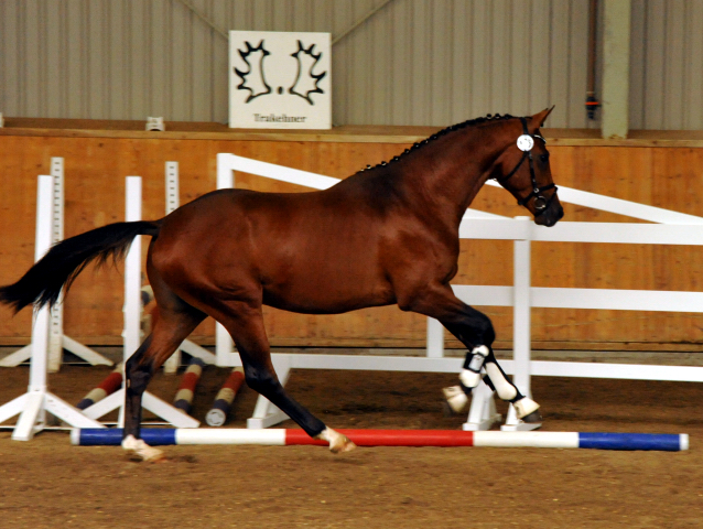 Zweijhriger Trakehner Hengst von Saint Cyr u.d. Hanna v. Summertime u.d. Elitestute Helena v. Matador