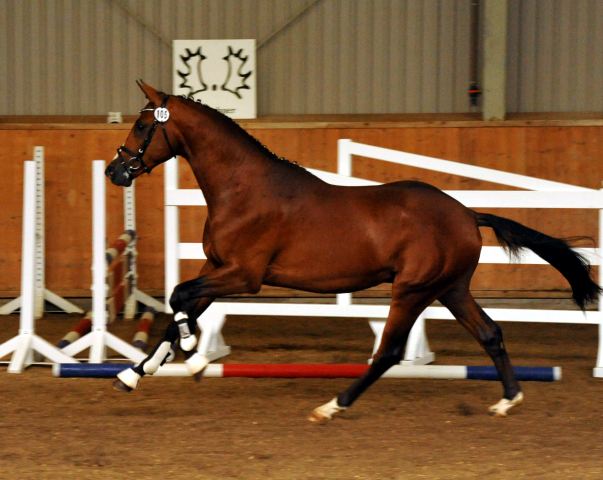 Zweijhriger Trakehner Hengst von Saint Cyr u.d. Hanna v. Summertime u.d. Elitestute Helena v. Matador