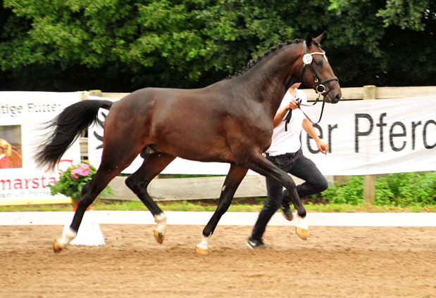Hengstfohlen von Le Rouge u.d. Pr. u. StPrSt. Grace Note v. Alter Fritz , Foto: Beate Langels
