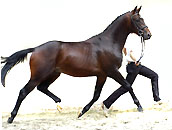 Songway v. Summertime u.d. Elitestute Schwalbenspiel v. Exclusiv