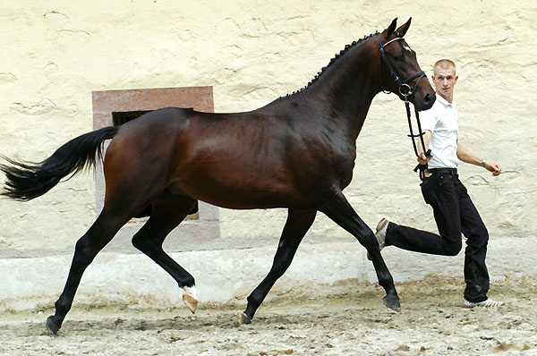 Songway v. Summertime u.d. Elitestute Schwalbenspiel v. Exclusiv