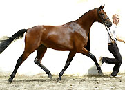 Hengst v. Freudenfest u.d. Elitestute Agatha Christy v. Showmaster