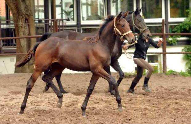 Vitalia von Exclusiv u.d. Vicenza v. Showmaster - Trakehner Gestt Hmelschenburg