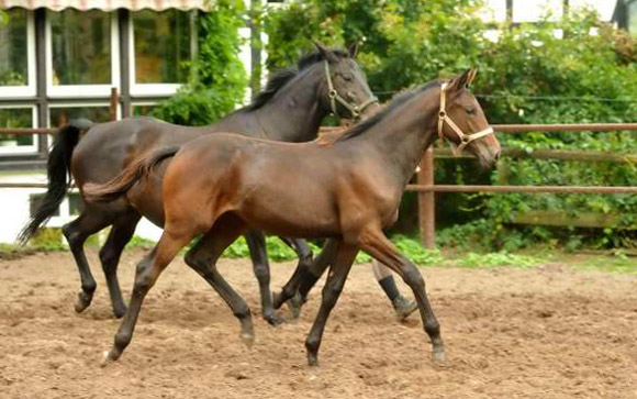 Vitalia von Exclusiv u.d. Vicenza v. Showmaster - Trakehner Gestt Hmelschenburg