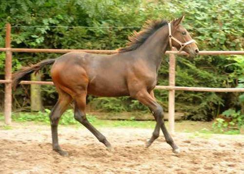Vitalia von Exclusiv u.d. Vicenza v. Showmaster - Trakehner Gestt Hmelschenburg