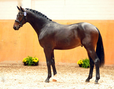 Under Fire von Saint Cyr - Foto Beate Langels