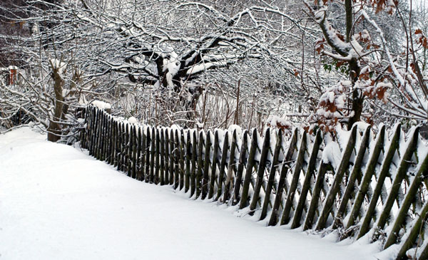 Ein Winterspaziergang am 4. Advent im Trakehner Gestt Hmelschenburg, Foto: Beate Langels