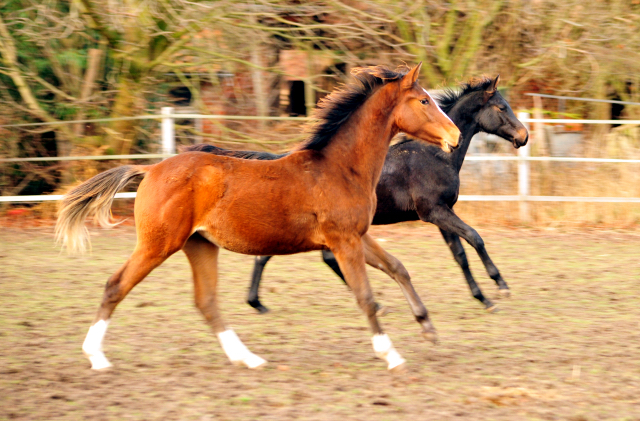 18. Oktober 2016 - Hengstfohlen von Saint Cyr u.d. My Hope v. Contender - Foto: Beate Langels