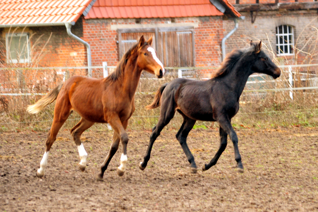 18. Oktober 2016 - Stutfohlen von Saint Cyr u.d. Princess B von Coriander - Foto: Beate Langels
