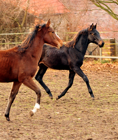 18. Oktober 2016 - Hengstfohlen von Saint Cyr u.d. My Hope v. Contender - Foto: Beate Langels