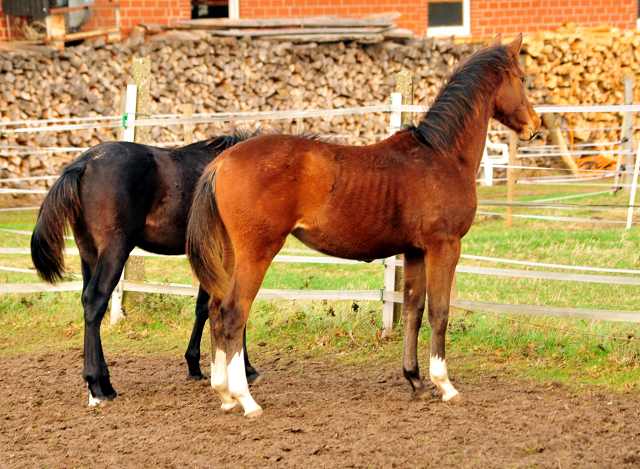 18. Oktober 2016 - Stutfohlen von Saint Cyr u.d. Princess B von Coriander - Foto: Beate Langels