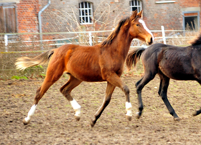18. Oktober 2016 - Stutfohlen von Saint Cyr u.d. Princess B von Coriander - Foto: Beate Langels