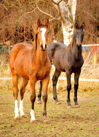 18. Oktober 2016 - Hengstfohlen von Saint Cyr u.d. My Hope v. Contender - Foto: Beate Langels
