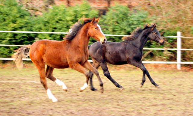18. Oktober 2016 - Stutfohlen von Saint Cyr u.d. Princess B von Coriander - Foto: Beate Langels