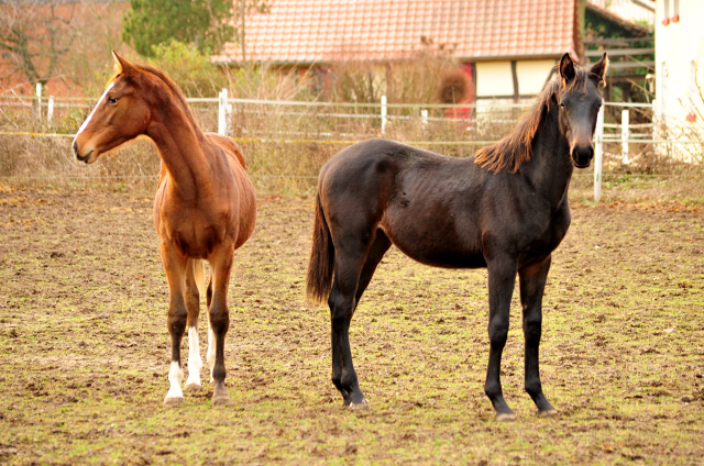 18. Oktober 2016 - Stutfohlen von Saint Cyr u.d. Princess B von Coriander - Foto: Beate Langels