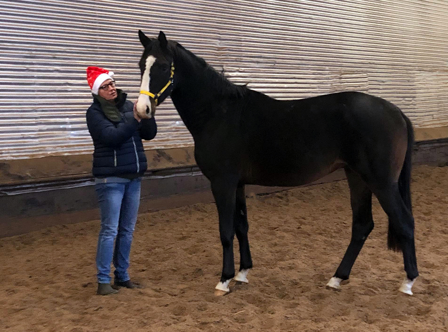 Gavi di Gavi von Saint Cyr u.d. Elitestute Greta Garbo - Trakehner Gestt Hmelschenburg - Foto: Beate Langels