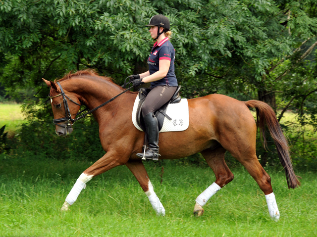 5jähriger Wallach von Fidertanz - Foto: Beate Langels