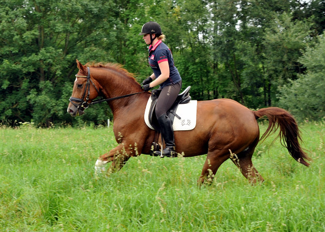 5jähriger Wallach von Fidertanz - Foto: Beate Langels