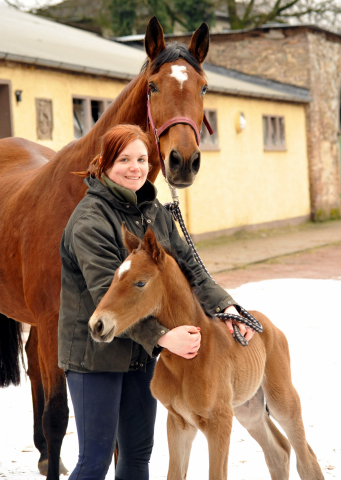 16 Stunden alt: Stutfohlen von Honor du Soir u.d. Karena v. Freudenfest - 18. Februar 2016  - Foto: Beate Langels -
Trakehner Gestt Hmelschenburg