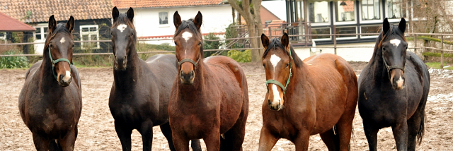 Die 2jhrigen Hengste - 18. Februar 2016  - Foto: Beate Langels -
Trakehner Gestt Hmelschenburg