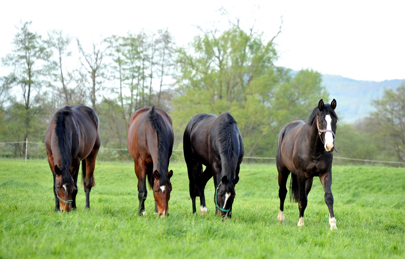 Unsere zweijhrigen Hengste - Foto: Beate Langels