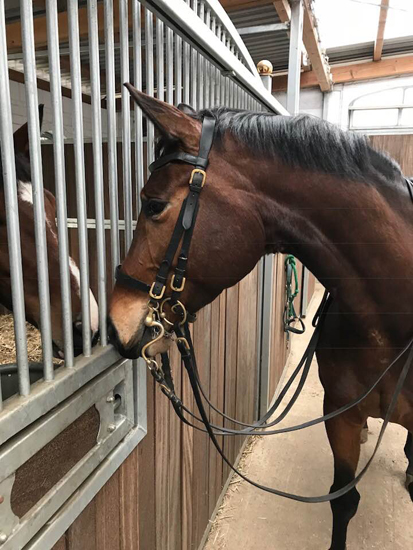 Ascari von Freudenfest x Lauries Crusador xx - Foto: Christians - Trakehner Gestt Hmelschenburg