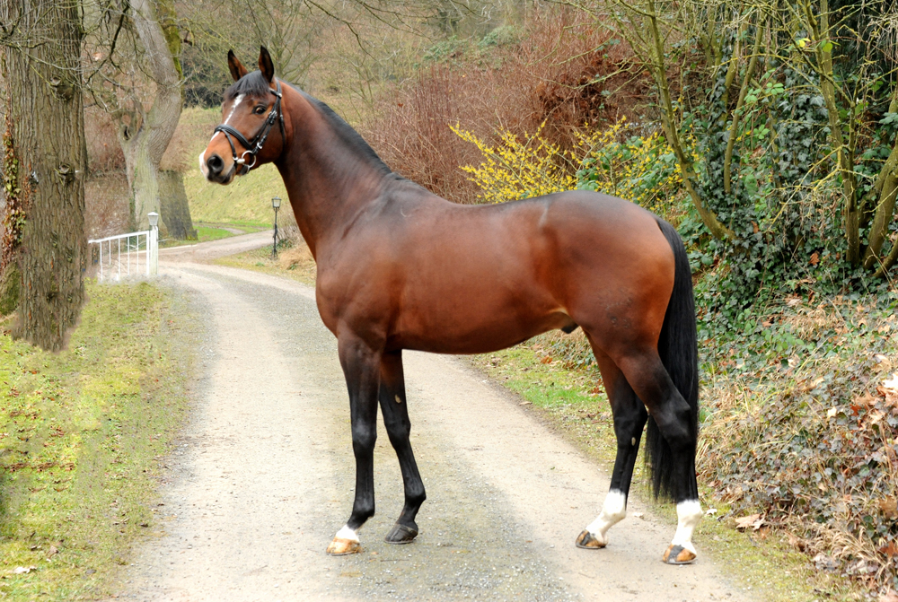 Trakehner Hengst High Quality von Saint Cyr u.d. Hanna von Summertime - Foto: Beate Langels Gestt Hmelschenburg