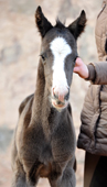 Oldenburger Hengstfohlen von De Niro u.d. Schwalbendiva von Totilas - Gestt Hmelschenburg - Beate Langels
