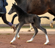 Oldenburger Hengstfohlen von De Niro u.d. Schwalbendiva von Totilas - Gestt Hmelschenburg - Beate Langels