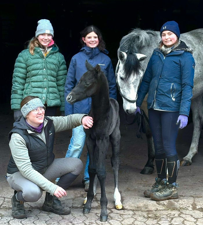 Hengstfohlen Tea in the Morning von Hopkins u.d. Pr.St. Tea at Five 20.02.2026 Gest�t H�melschenburg - 
Foto: Beate Langels
