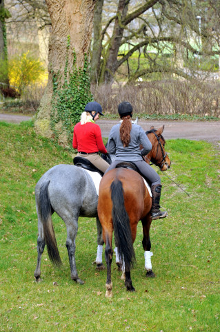 Killarney - 3jhriger Trakehner  im Gestt Hmelschenburg - Foto Beate Langels