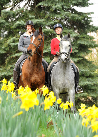 Perano und Killarney - 3jhriger Trakehner Nachwuchspferde im Gestt Hmelschenburg - Foto Beate Langels