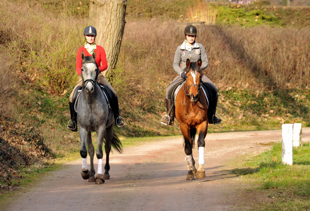 Perano und Killarney - 3jhriger Trakehner Nachwuchspferde im Gestt Hmelschenburg - Foto Beate Langels