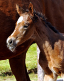 wenige Stunden alt: Hengstfohlen von Summertime - Foto: Beate Langels
